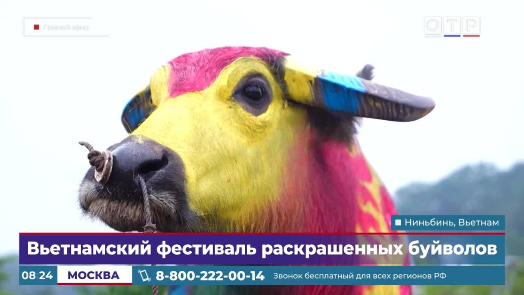 Вьетнамский фестиваль раскрашенных буйволов | Программы | Общественное ...